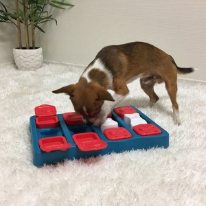Cool free homemade dog puzzle!  Jeu chien, Jouet chien, Jeux d intelligence