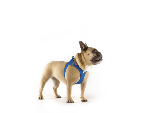HARNAIS CURLI CLASP BLEU HARNAIS CURLI CLASP BLEU