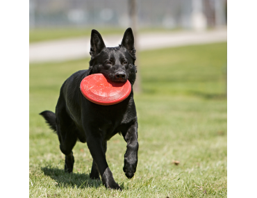 Kong® Jouet Flyer Plusieurs couleurs Frisbee, 5215940