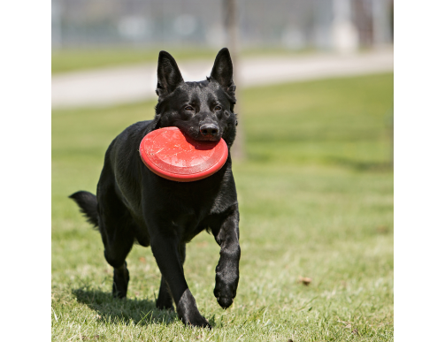 FRISBEE KONG FLYER FRISBEE KONG FLYER