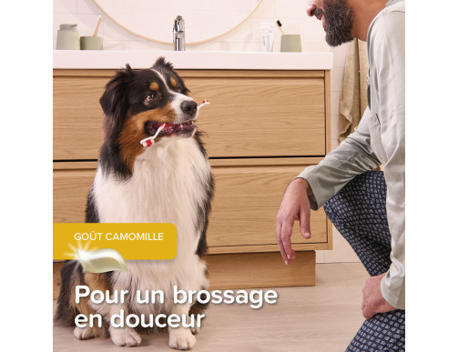 COMBI-PACK CHIOT DENTIFRICE+2 BROSSES A DENTS
