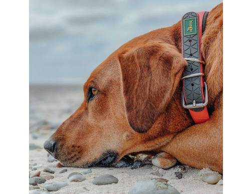 COLLIER CONVENIENCE CONFORT ORANGE COLLIER CONVENIENCE CONFORT ORANGE