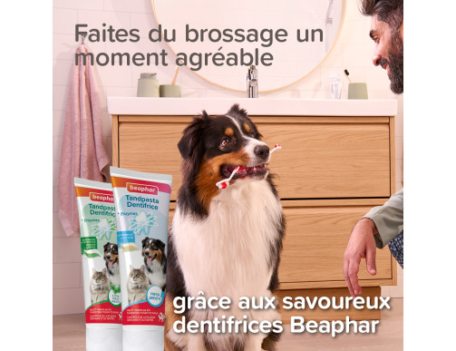 BROSSE A DENT 2 EMBOUTS BROSSE A DENT 2 EMBOUTS