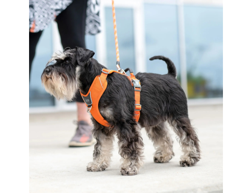 HARNAIS DOG COPENHAGEN WALK PRO LEMON