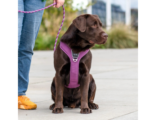 HARNAIS DOG COPENHAGEN WALK PRO LEMON