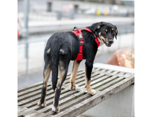 HARNAIS DOG COPENHAGEN WALK PRO LEMON