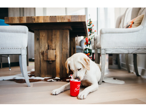 CHOCOLAT CHAUD POUR CHIEN