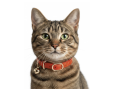 COLLIER CHAT VENDOME ORANGE 1/30CM
