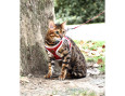PACK HARNAIS MINI+LAISSE CHAT STRIPE NOIR