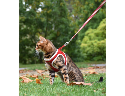 PACK HARNAIS MINI+LAISSE CHAT STRIPE NOIR