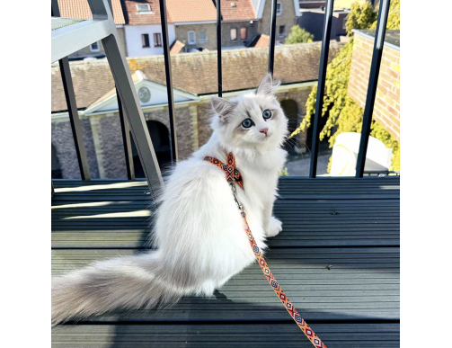 PACK HARNAIS ET LAISSE CHAT DESIGN INDIEN