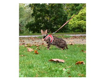 PACK HARNAIS MINI+LAISSE CHAT STRIPE ROUGE