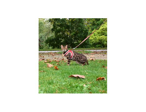 PACK HARNAIS MINI+LAISSE CHAT STRIPE ROUGE
