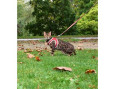 PACK HARNAIS MINI+LAISSE CHAT STRIPE ROUGE