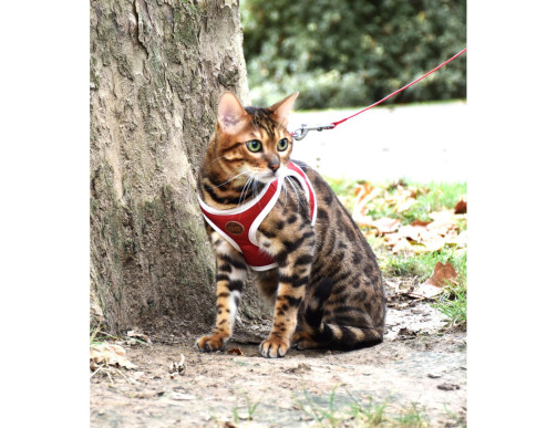 PACK HARNAIS MINI+LAISSE CHAT STRIPE ROUGE
