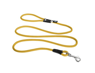 laisse balade mange orange jaune chien