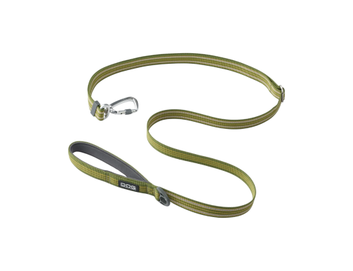 laisse vert chien