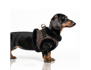 HARNAIS ASHA LEOPARD