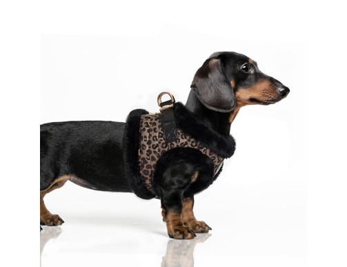 HARNAIS ASHA LEOPARD