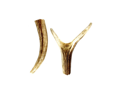 BOIS DE CERF À MACHER SMALL