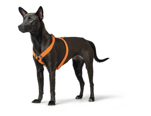 HARNAIS LONDON ORANGE HARNAIS LONDON ORANGE
