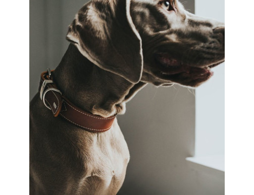 COLLIER AALBORG SPECIAL GRAND CHIEN COGNAC COLLIER AALBORG SPECIAL GRAND CHIEN COGNAC