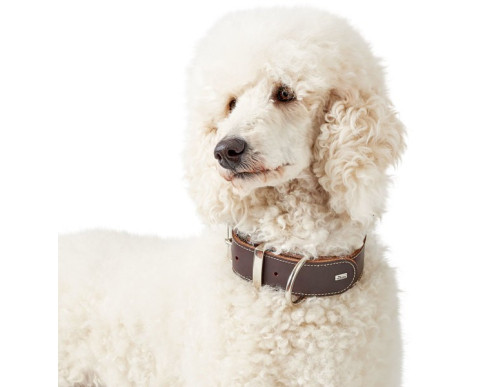 COLLIER AALBORG SPECIAL GRAND CHIEN COGNAC COLLIER AALBORG SPECIAL GRAND CHIEN COGNAC