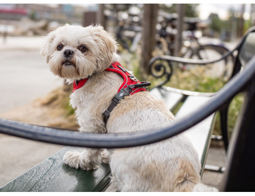 HARNAIS DOG COPENHAGEN COMFORT WALK PRO BLEU HARNAIS DOG COPENHAGEN COMFORT WALK PRO BLEU