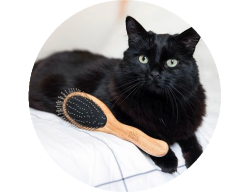BROSSE ET ACCESSOIRES