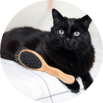 BROSSE ET ACCESSOIRES