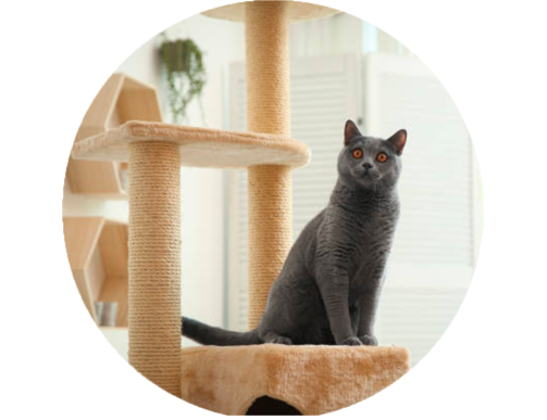 ARBRE A CHAT
