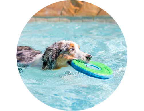 BALLE ET FRISBEE
