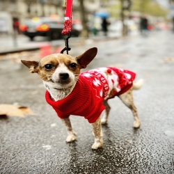 Titine aux couleurs de Noël 🎅 dans son beau pull ❤️🎪🎠
.
.
.
#pulldenoelchien #noelchien #pullchien #chien #moustaches