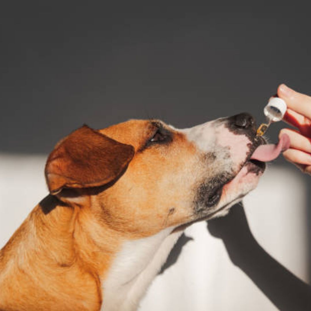 L’anxiété chez le chien : comprendre, reconnaître et apaiser son compagnon 