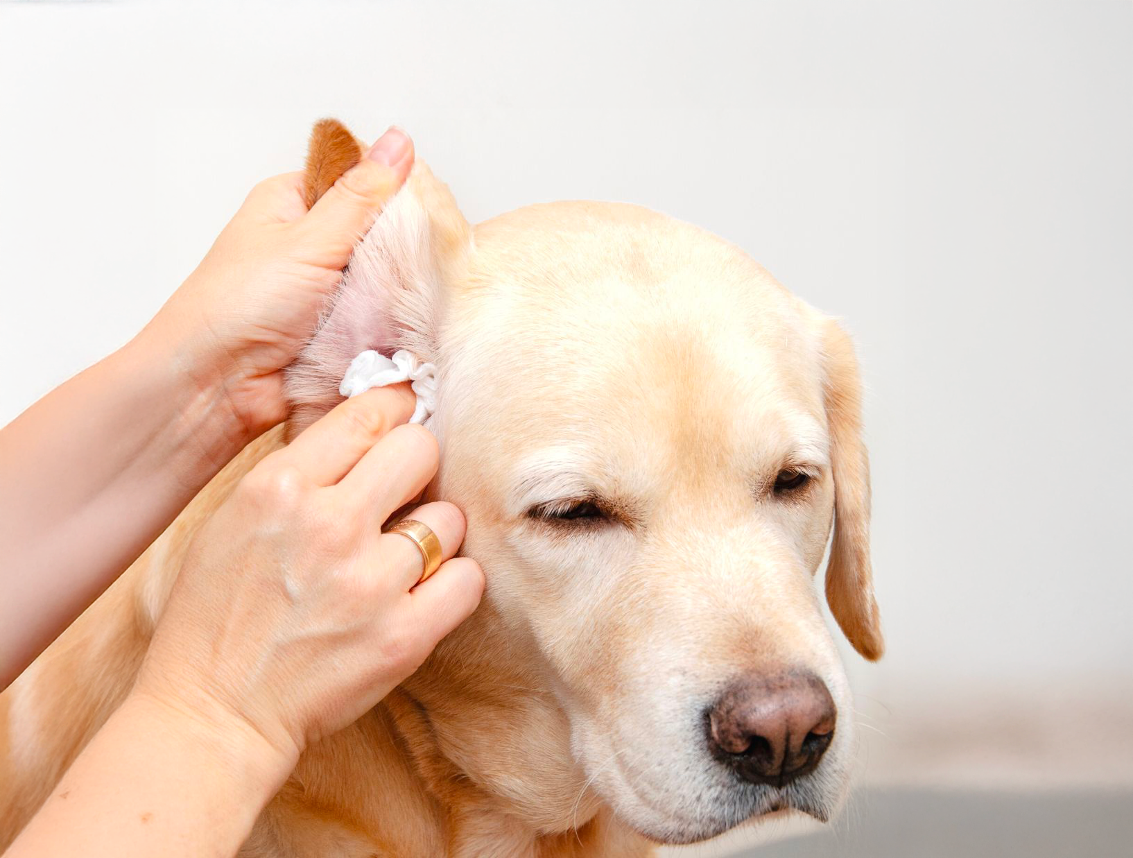 Entretien des yeux et des oreilles : essentiels pour la santé de votre chien ou chat