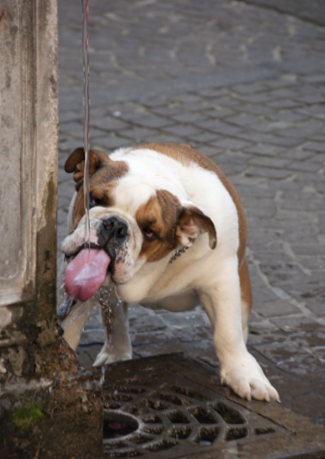 Faire face à la canicule