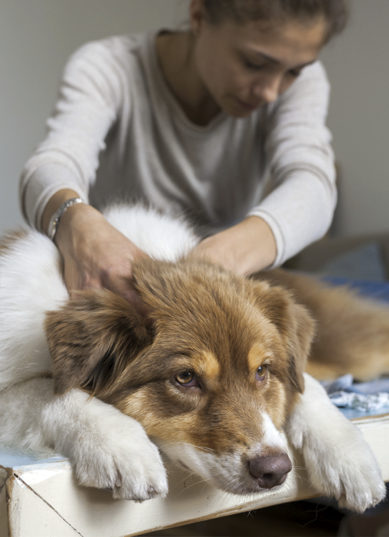 Nouveau RDV avec Lola Osteopathe animalier !