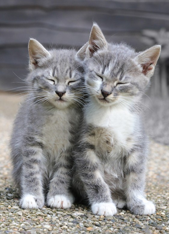 Adopter Un Chaton Adopter Un Chaton
