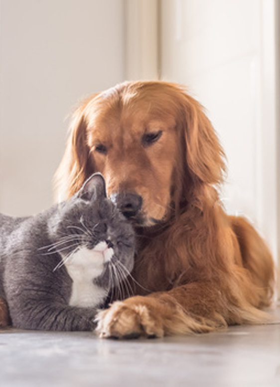Chiens Et Chats C Est La Rentree Pour Eux Aussi