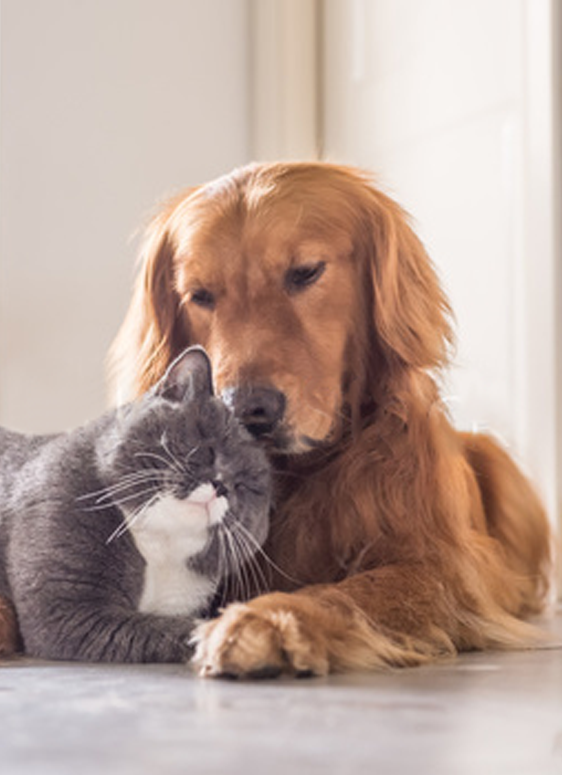 Chiens et chats, c'est la rentrée pour eux aussi!